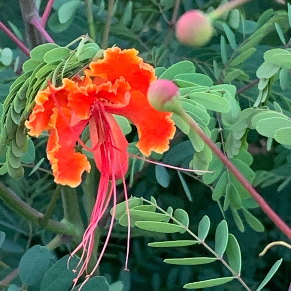 🌺🌸My Garden🌺🌸My Babies🌺🌸 - Picture 8 of 16